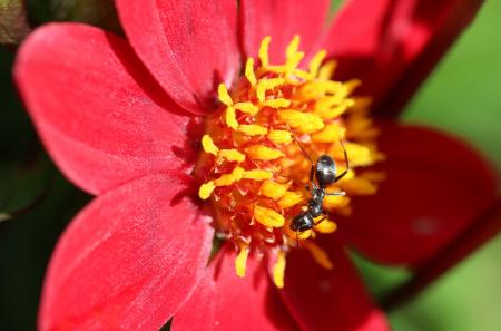 Ant on the Flower