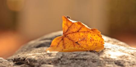 Ant on the Leaf