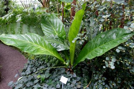 Anthurium Crassinervium