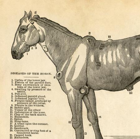 Antique Anatomy Illustration