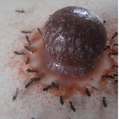 Ants feasting