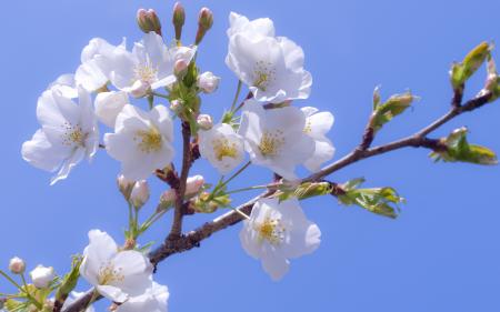 Apple Blossom