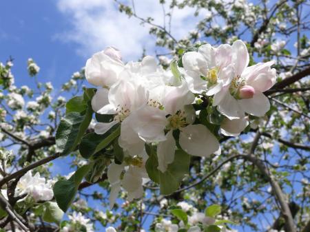 Flowers on appletree