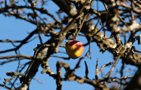 Apple Tree