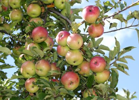 Apple Tree