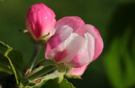 Apple Tree Blossom