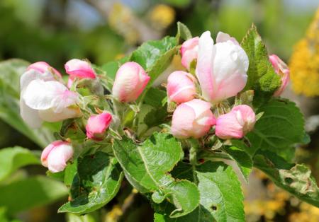 Apple Tree Blossom