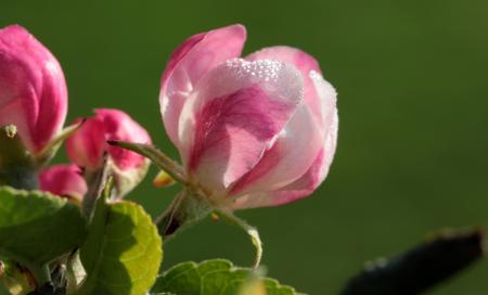 Apple Tree Blossom