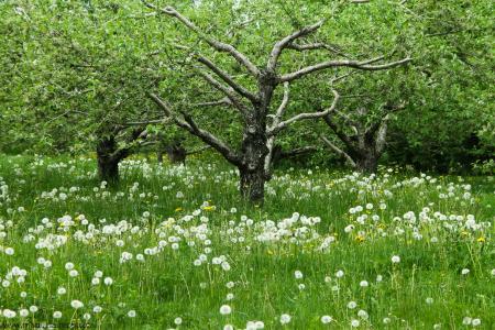 Apple Trees