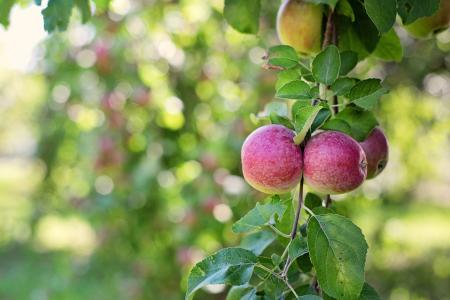 Apples on the Tree