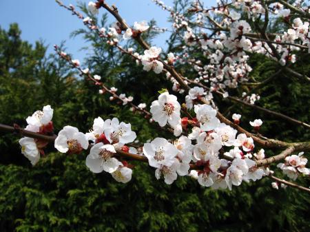 Flowers on appletree