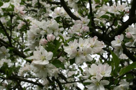 Unusual tree bloom