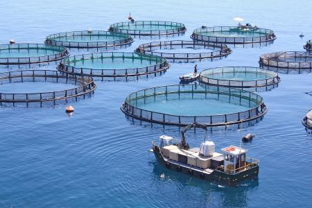 Aquaculture