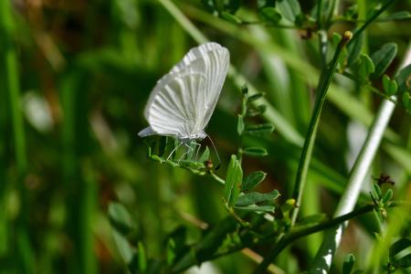 Araignées, insectes et fleurs de la forêt de Moulière (Ansozour - Bel Air)