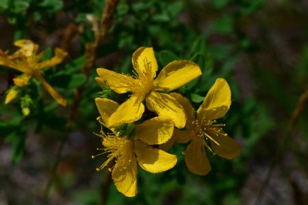 Araignées, insectes et fleurs de la forêt de Moulière (Aux alentours du Gâchet de Villiers)