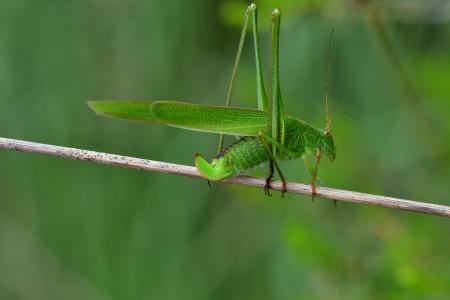 Araignées, insectes et fleurs de la forêt de Moulière (Le Pinail - Ansozour - La Gassotte)