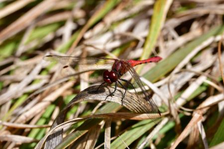 Araignées, insectes et fleurs de la forêt de Moulière (Les Closures - La Fontaine Salée - La Grosse Boussée)