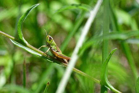 Araignées, insectes et fleurs de la forêt de Moulière (Les Deux Bornes - Le Grand Soubis)