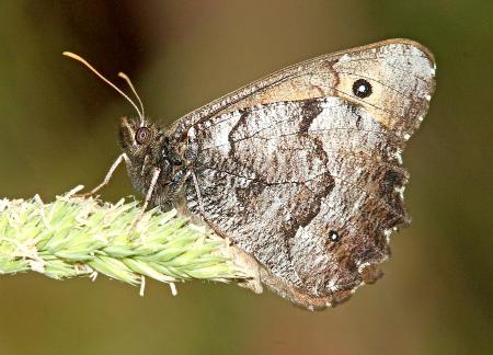 ARCTIC, GREAT (Oeneis nevadensis) (6-17-12) cook and green pass area, siskiyou co, ca (2)