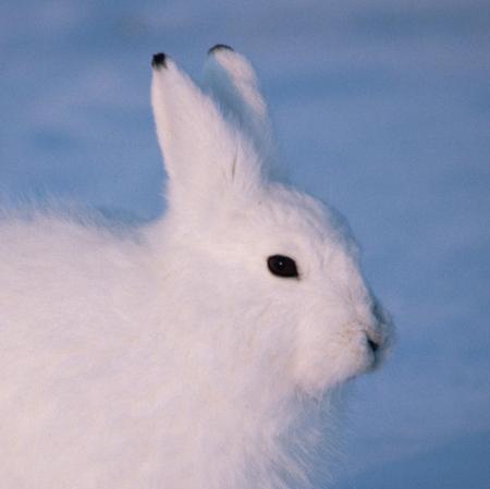 Arctic Hare