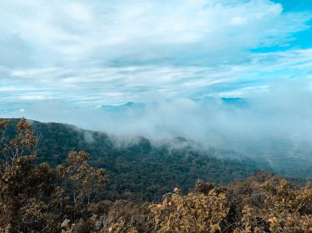 Arial Photography of Forest