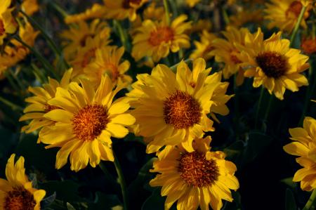 Arrowleaf Balsamroot