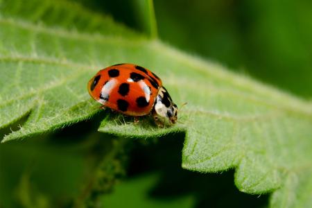 Asian Ladybug