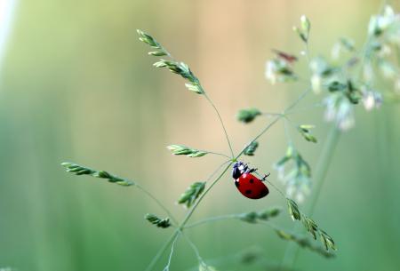 Asian Ladybug