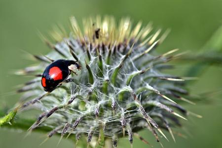 Asian Ladybug