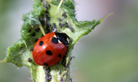 Asian Ladybug