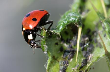 Asian Ladybug