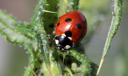 Asian Ladybug