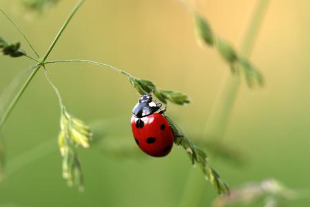 Asian Ladybug