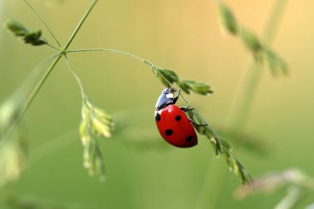 Asian Ladybug