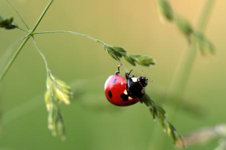 Asian Ladybug