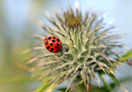 Asian Ladybug