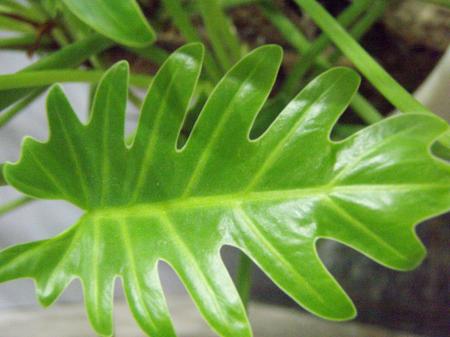 Asian leaf up close