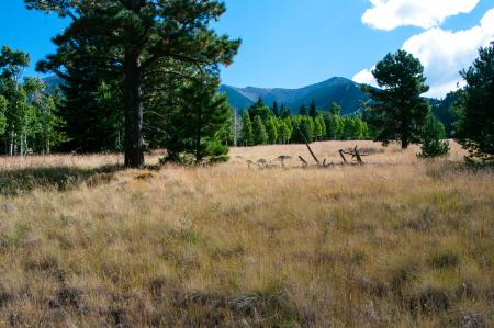 Aspen Loop Trail No. 73