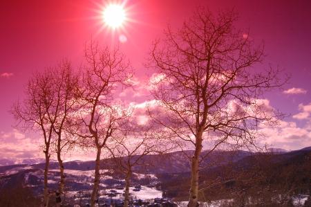 Aspen Trees in the Snowy Sunset