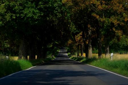 Asphalt Empty Road in Between of Tall Trees