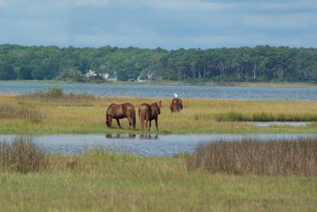 Assateague Island Marsh