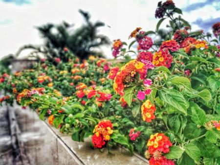 Assorted-color Lantana Flowers Lined