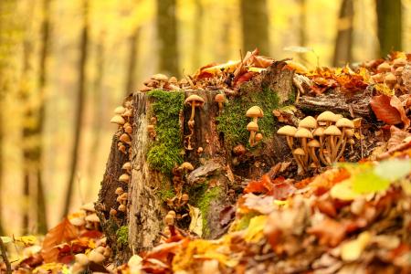 Assorted-color of Mushrooms Surrounded by Trees