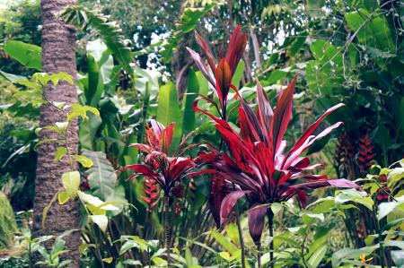 Assorted Green Plants