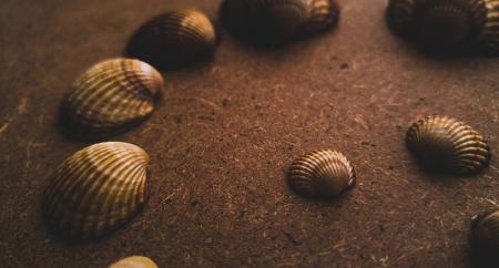 Assorted Seashell on Sand