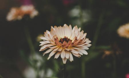 Aster Flowers