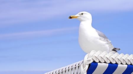 At the sea