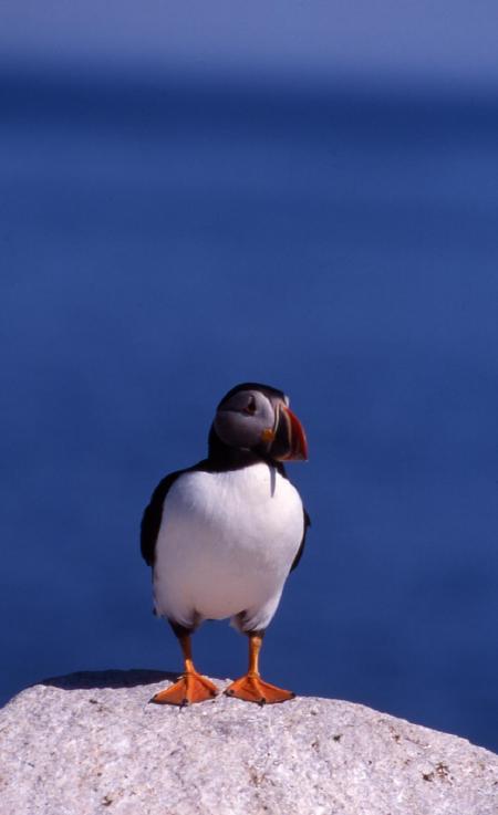 Atlantic Puffin