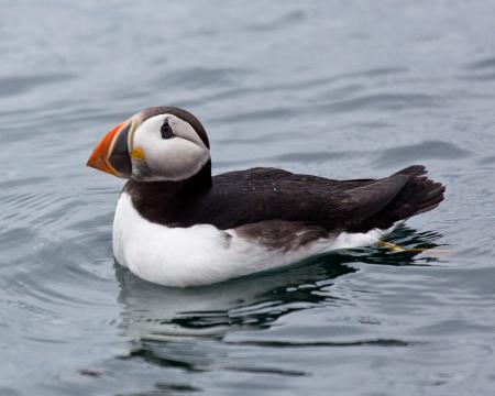 Atlantic Puffin