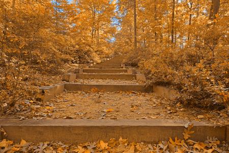 Autumn Arboretum Stairway - Golden Age Nostalgia HDR